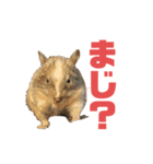 デグミドラゴン（個別スタンプ：21）