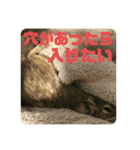 デグミドラゴン（個別スタンプ：33）