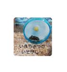 ジャンガリアンハムスターのぷりん（個別スタンプ：12）