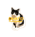 ごまたぬ①（個別スタンプ：1）
