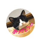 ごまたぬ①（個別スタンプ：2）