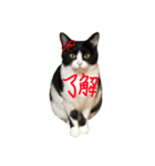 ごまたぬ①（個別スタンプ：4）