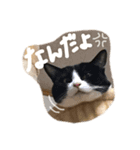 ごまたぬ①（個別スタンプ：5）