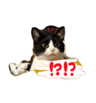 ごまたぬ①（個別スタンプ：6）