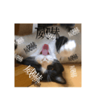 ごまたぬ①（個別スタンプ：8）