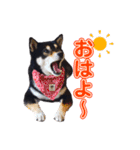 柴犬☆めるの日常。（個別スタンプ：1）