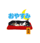 柴犬☆めるの日常。（個別スタンプ：2）