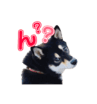 柴犬☆めるの日常。（個別スタンプ：3）