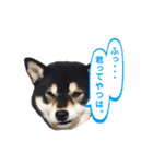 柴犬☆めるの日常。（個別スタンプ：4）