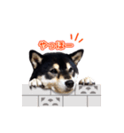 柴犬☆めるの日常。（個別スタンプ：5）