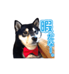 柴犬☆めるの日常。（個別スタンプ：6）