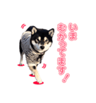 柴犬☆めるの日常。（個別スタンプ：7）