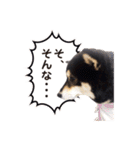 柴犬☆めるの日常。（個別スタンプ：8）