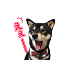 柴犬☆めるの日常。（個別スタンプ：9）