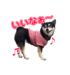 柴犬☆めるの日常。（個別スタンプ：10）