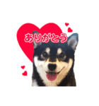 柴犬☆めるの日常。（個別スタンプ：11）