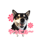 柴犬☆めるの日常。（個別スタンプ：12）