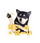 柴犬☆めるの日常。（個別スタンプ：13）