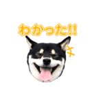 柴犬☆めるの日常。（個別スタンプ：14）