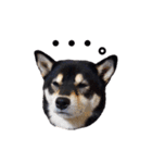 柴犬☆めるの日常。（個別スタンプ：15）