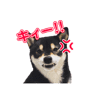 柴犬☆めるの日常。（個別スタンプ：16）