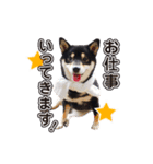 柴犬☆めるの日常。（個別スタンプ：17）