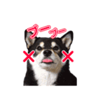 柴犬☆めるの日常。（個別スタンプ：19）