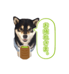 柴犬☆めるの日常。（個別スタンプ：20）
