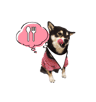 柴犬☆めるの日常。（個別スタンプ：21）
