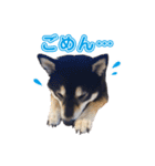 柴犬☆めるの日常。（個別スタンプ：22）