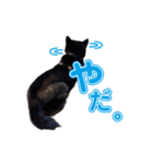 柴犬☆めるの日常。（個別スタンプ：23）