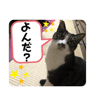 みゅうつーの普段遣いスタンプ第2弾！（個別スタンプ：1）