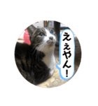 みゅうつーの普段遣いスタンプ第2弾！（個別スタンプ：3）