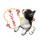 みゅうつーの普段遣いスタンプ第2弾！（個別スタンプ：13）