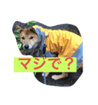 りょうつの使えるスタンプ2（個別スタンプ：1）