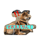りょうつの使えるスタンプ2（個別スタンプ：4）