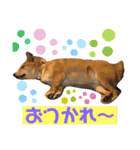 りょうつの使えるスタンプ2（個別スタンプ：14）