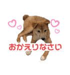 りょうつの使えるスタンプ2（個別スタンプ：20）