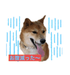 りょうつの使えるスタンプ2（個別スタンプ：29）