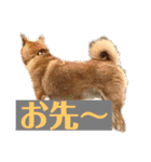 りょうつの使えるスタンプ2（個別スタンプ：30）