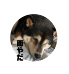 桃香スタンプその1（個別スタンプ：11）