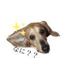 小さな犬の日常生活（個別スタンプ：2）