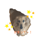 小さな犬の日常生活（個別スタンプ：3）