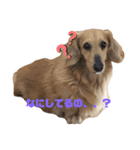 小さな犬の日常生活（個別スタンプ：4）