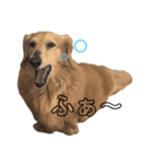 小さな犬の日常生活（個別スタンプ：6）