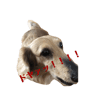 小さな犬の日常生活（個別スタンプ：7）