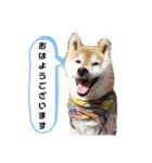 柴犬 ロック1（個別スタンプ：1）