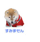 柴犬 ロック1（個別スタンプ：2）