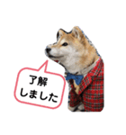 柴犬 ロック1（個別スタンプ：4）