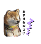 柴犬 ロック1（個別スタンプ：5）